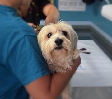 Ava veterinaria