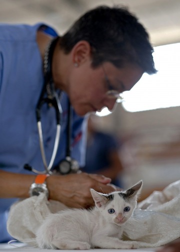 Ava veterinaria