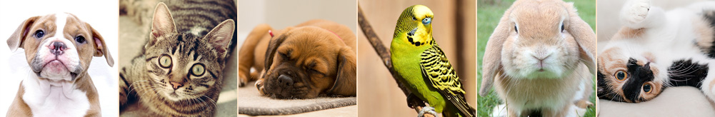 Ava veterinaria