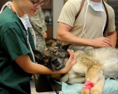 Ava veterinaria